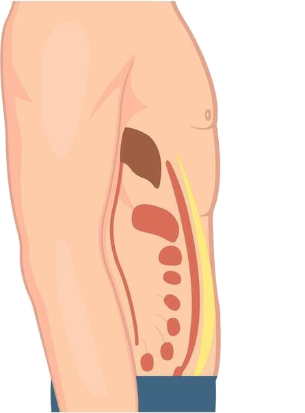 Cross-section illustration showing a lean abdomen with little visceral fat